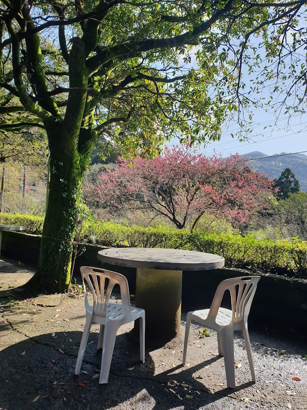 陽明山竹子湖杉木林餐廳