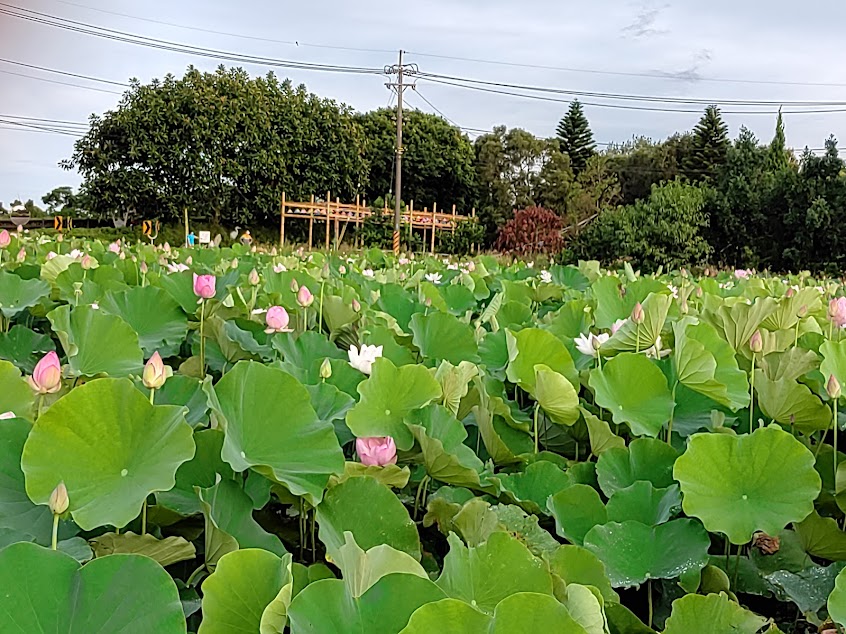 觀音區蓮花園休閒農業區