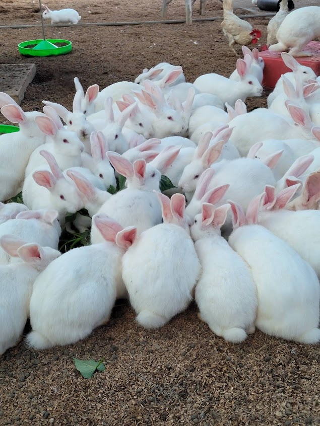 四川蘭妹子休閒農場