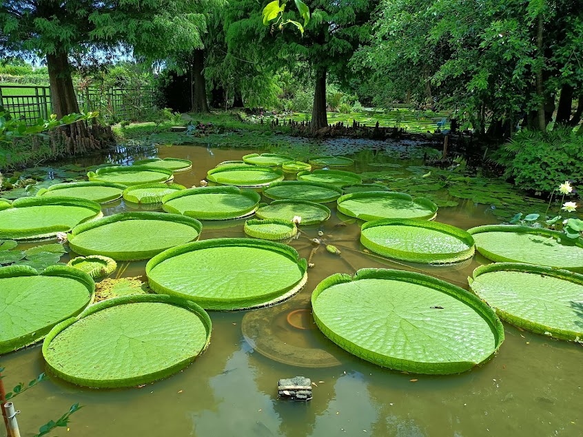 蓮荷園休閒農場 蓮子冰.蓮子餐