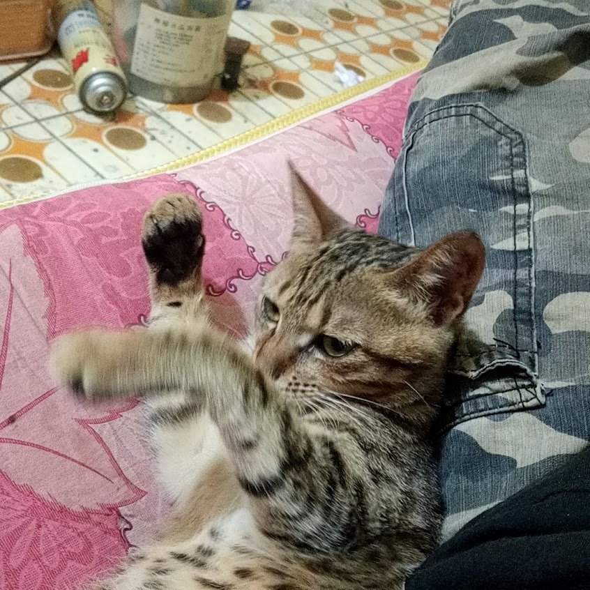 丁香粥品 廣東粥鍋燒麵