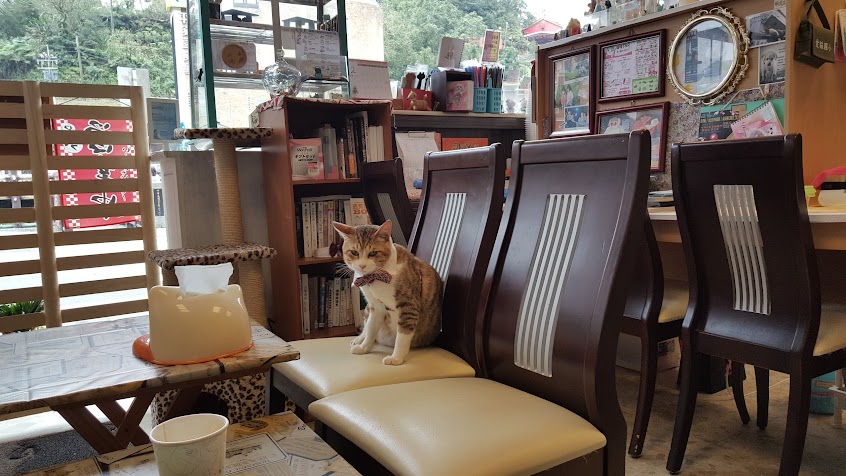 等一隻貓茶飲×點心