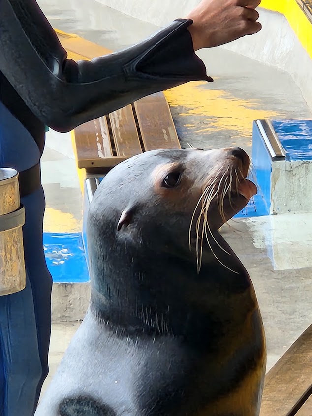 野柳海洋世界童樂食