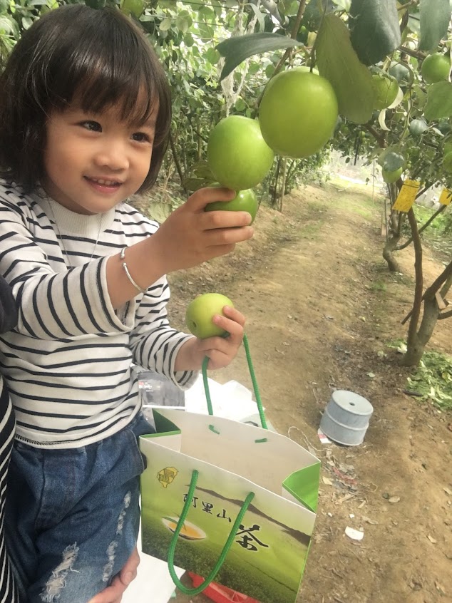 三寶阿嬤採果趣