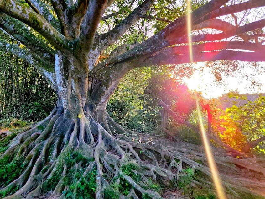 五號樹屋（生命之樹，茶席野餐，清靜車宿請預約）