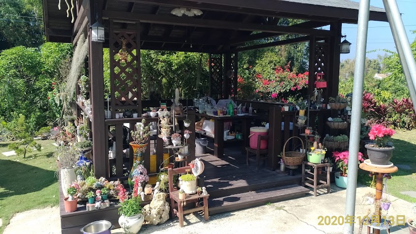 蝶豆花 小燕子自種自銷