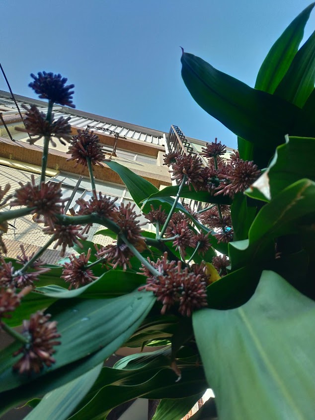 阿姨蛋餅、鹹粥-賣完為止