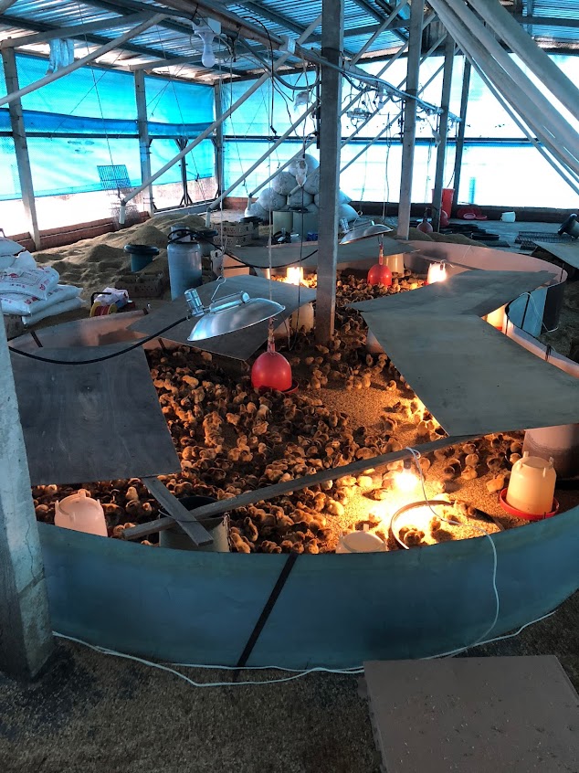 天印牧場-青農土雞場