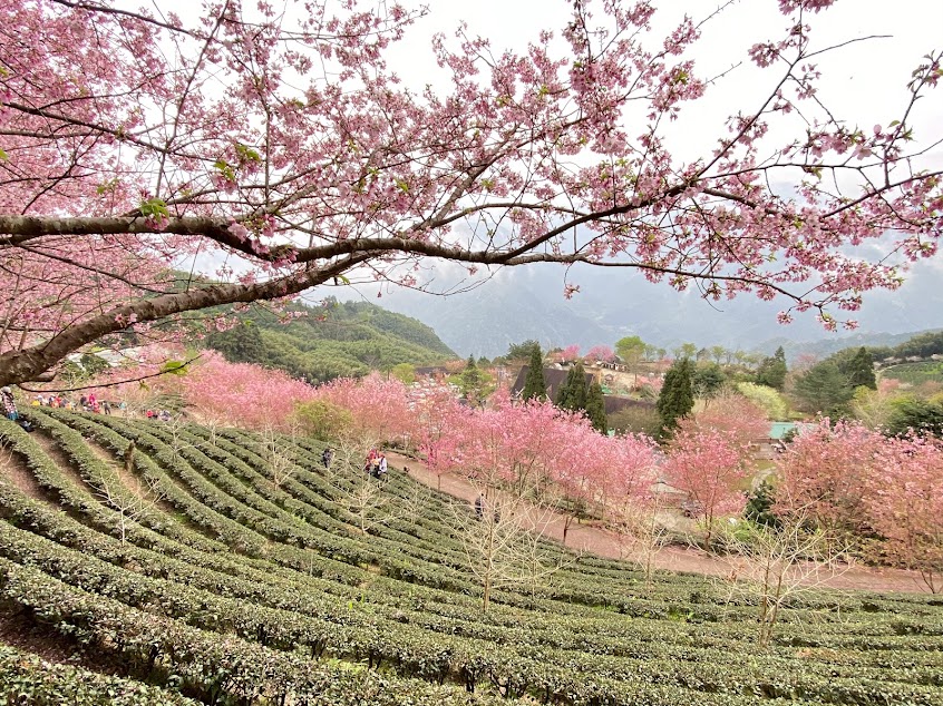 山上人家森林農場