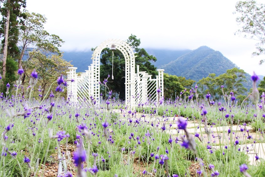 薰衣草森林新竹尖石店