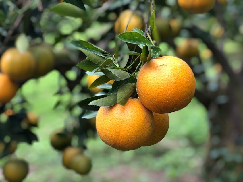 峨眉周家柑橘園