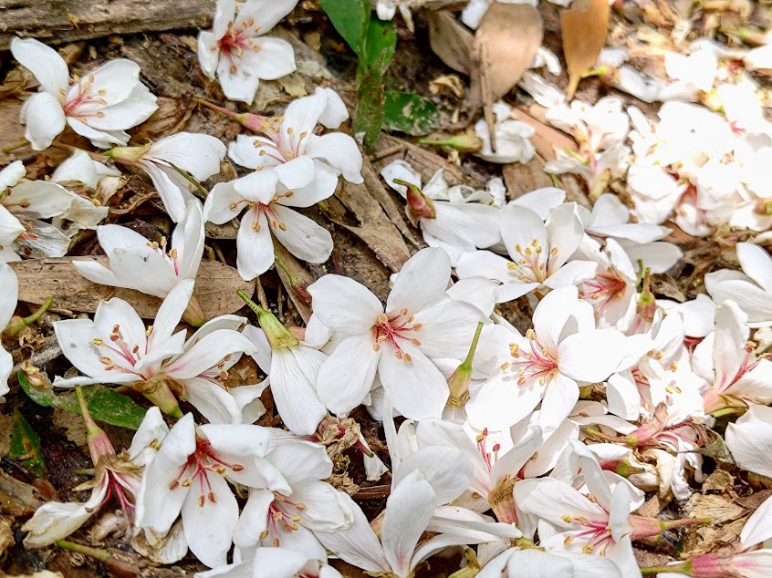 十二寮休閒農業區