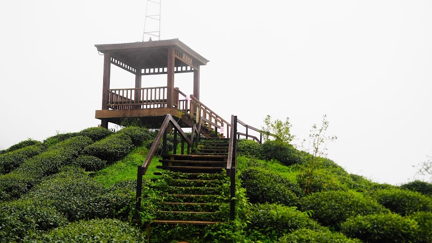 大崙山觀光茶園