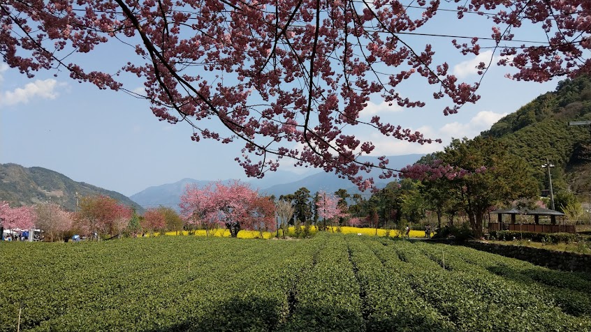 草坪頭玉山觀光茶園