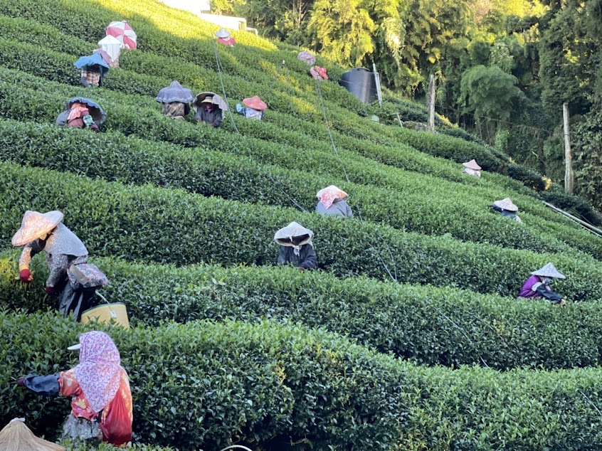 許家茶園(杉林溪龍鳳峽)