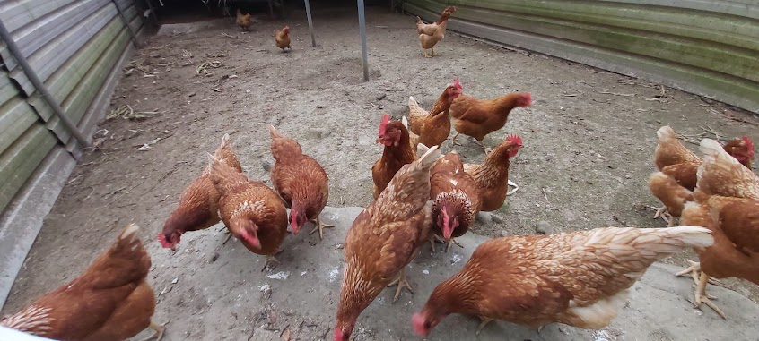 洪家有雞農場
