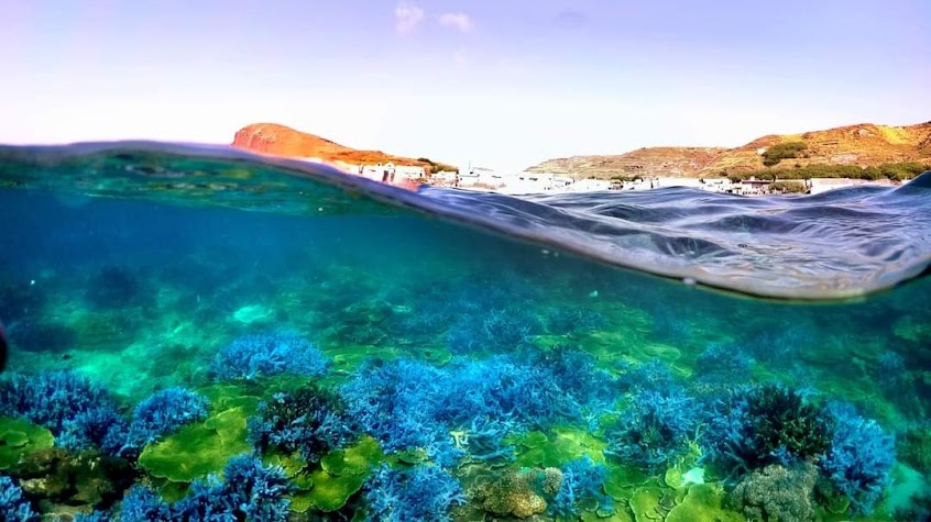 東福-東嶼坪阿福家