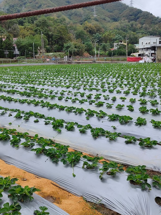 草莓 草莓園|在地小農|自產自銷|大湖草莓|大湖採草莓|採草莓|大湖|大湖草莓園|苗栗草莓季|採果體驗|三代經營|草莓 草莓園