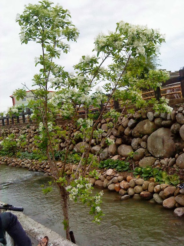 余家246休閒棗園