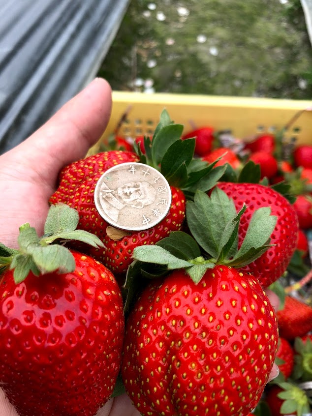 林內幸福草莓園
