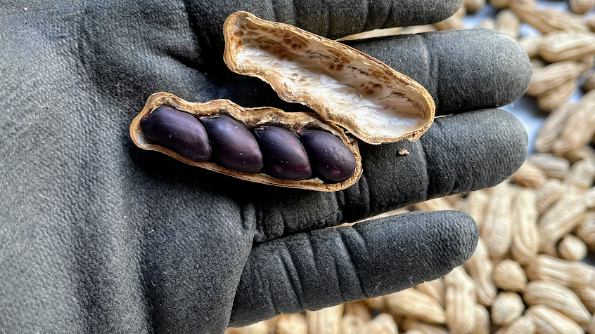 黑金剛花生(財福農產行)
