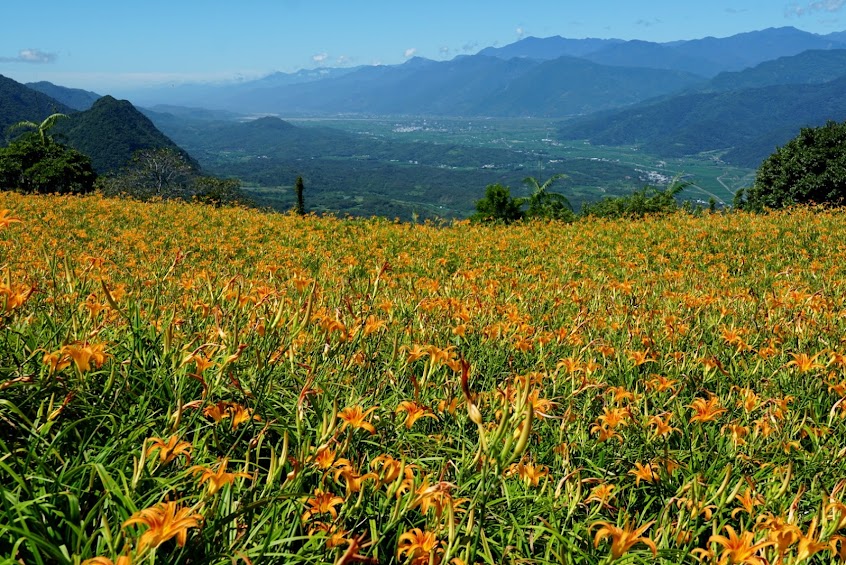 六十石山金針花海