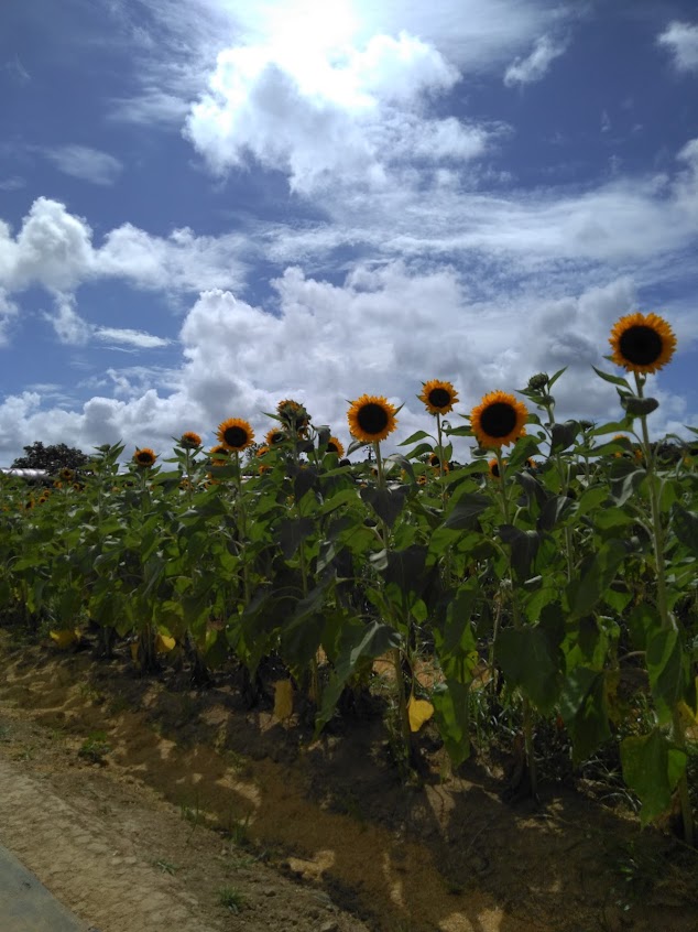 向日葵農莊