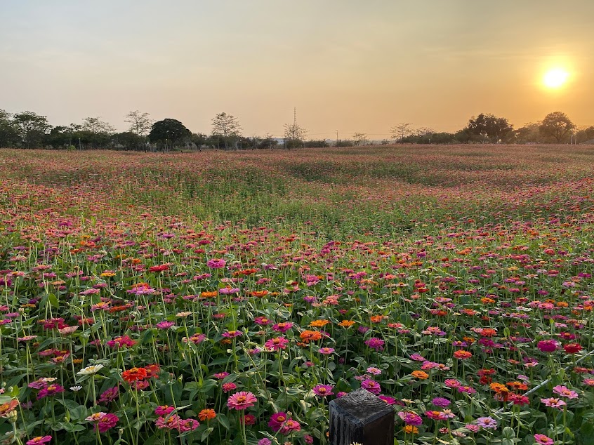 后里花田拼布公園