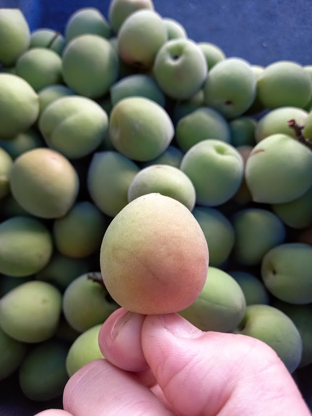 梅塢天然有機梅園