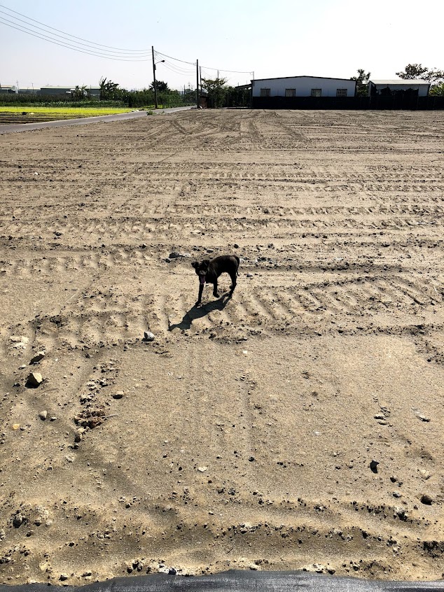 葉家好吃地瓜園