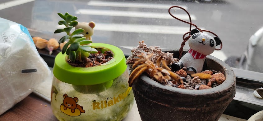 麥味登 新竹新埔店