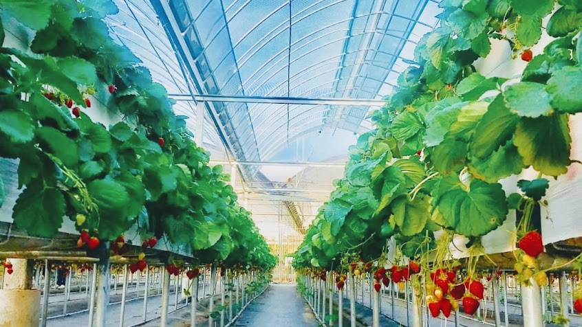 灣潭玫瑰草莓園-花苗批發零售 果醬DIY 咖啡下午茶(親子採手作 推薦人氣)