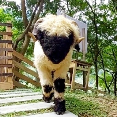 哈比丘茶樹森林