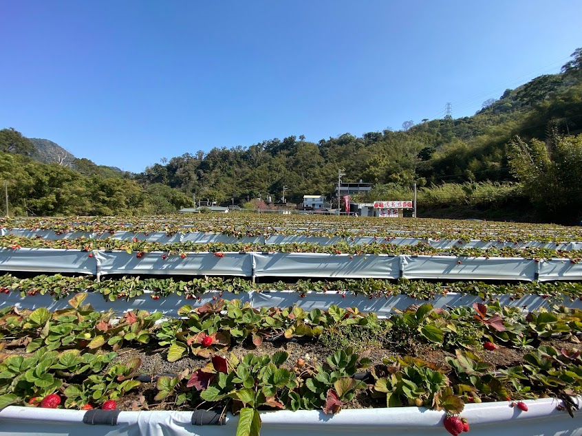 想我嗎草莓園