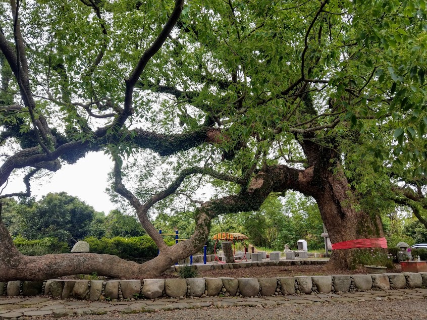 南投草屯七股神木樟樹公