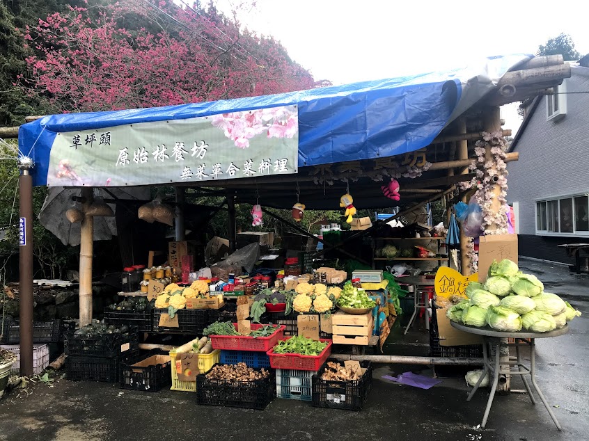 草坪頭原始林茶葉