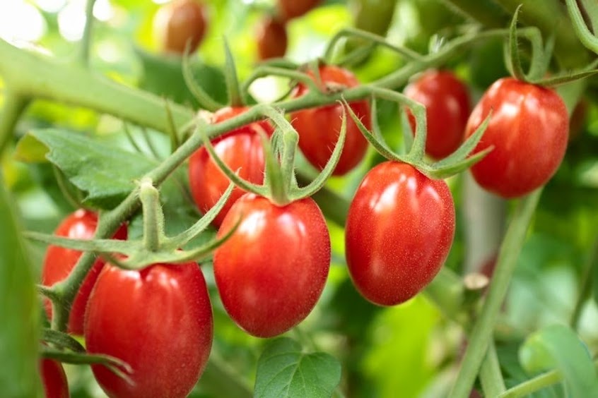 來品農產批發行