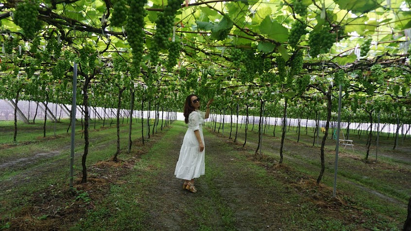 路葡萄隧道休閒農場
