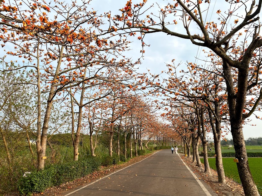 二林東螺溪木棉花道