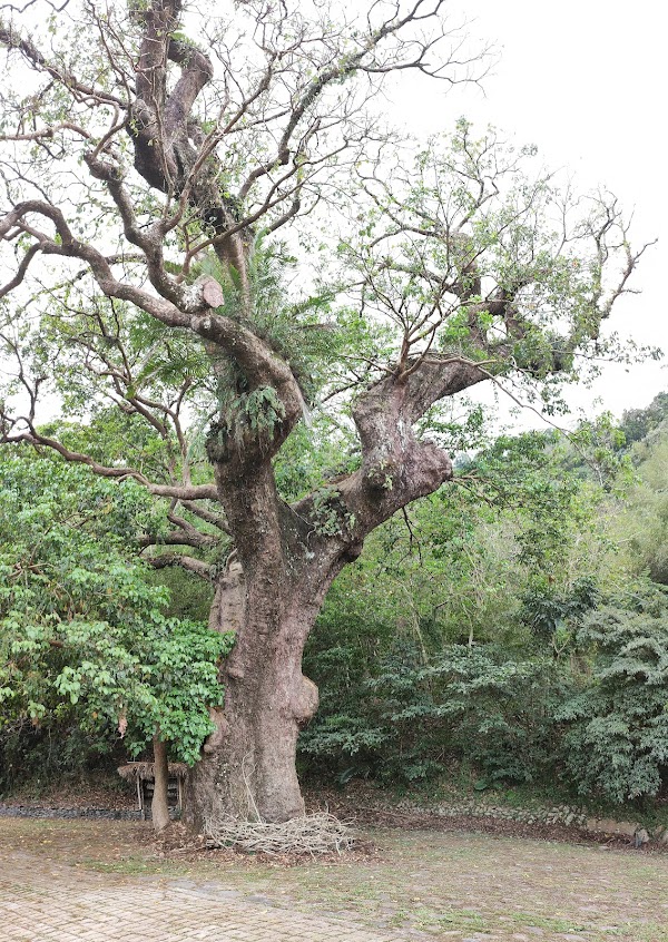 烏尼囊多元文化工作坊