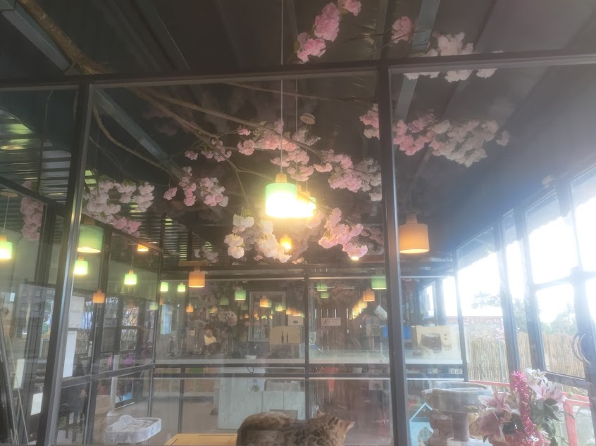 張家樹園/沙灘車預約歡迎來電