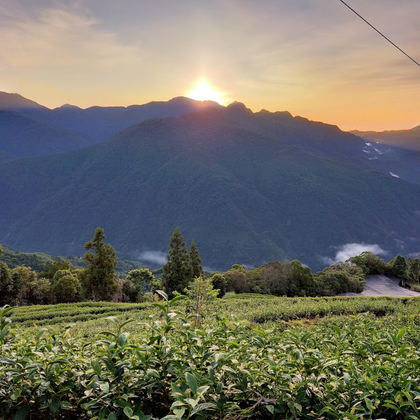 拉拉山製茶廠 (三光)