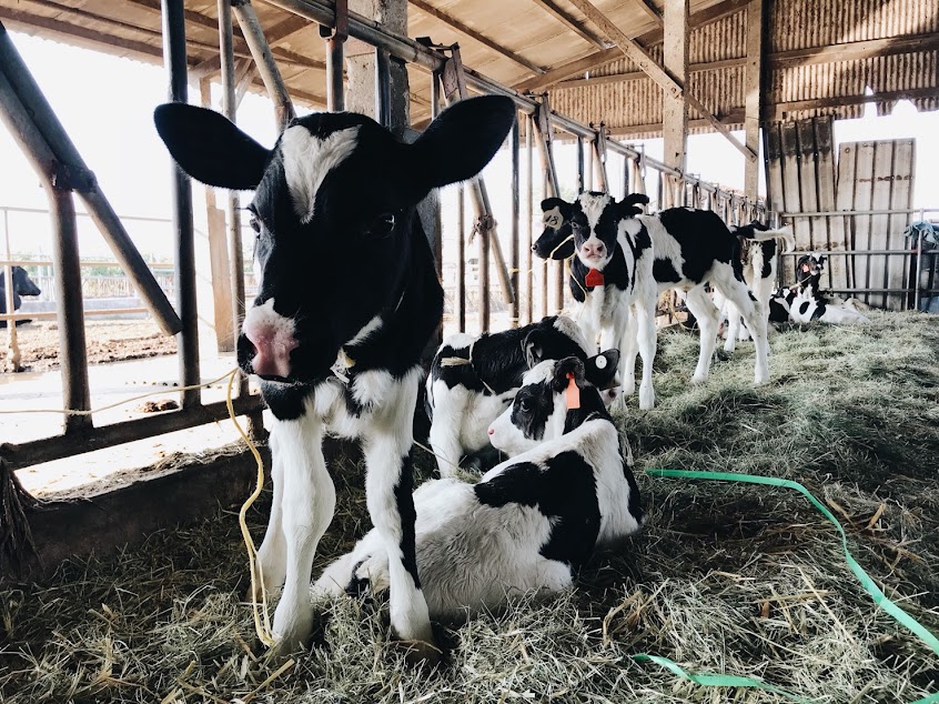 歐八老爺/轉角遇到『哞』