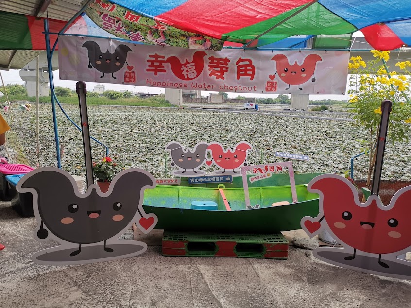 官田傳承幸福菱角