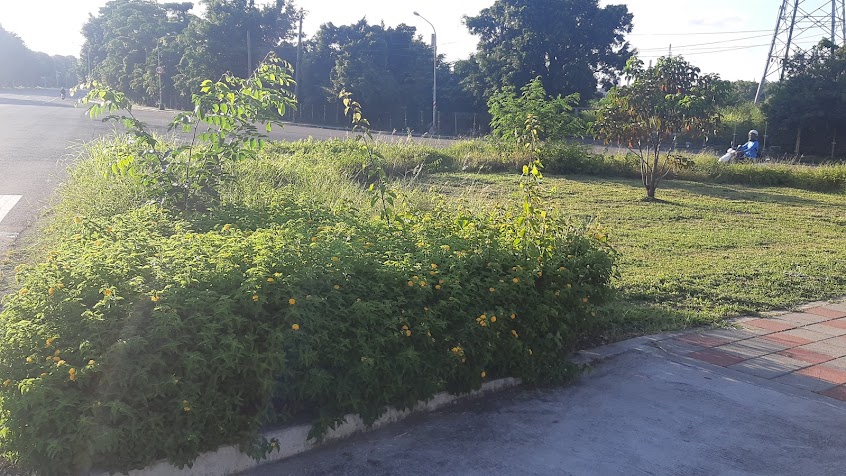 早安美芝城小港龍鳳